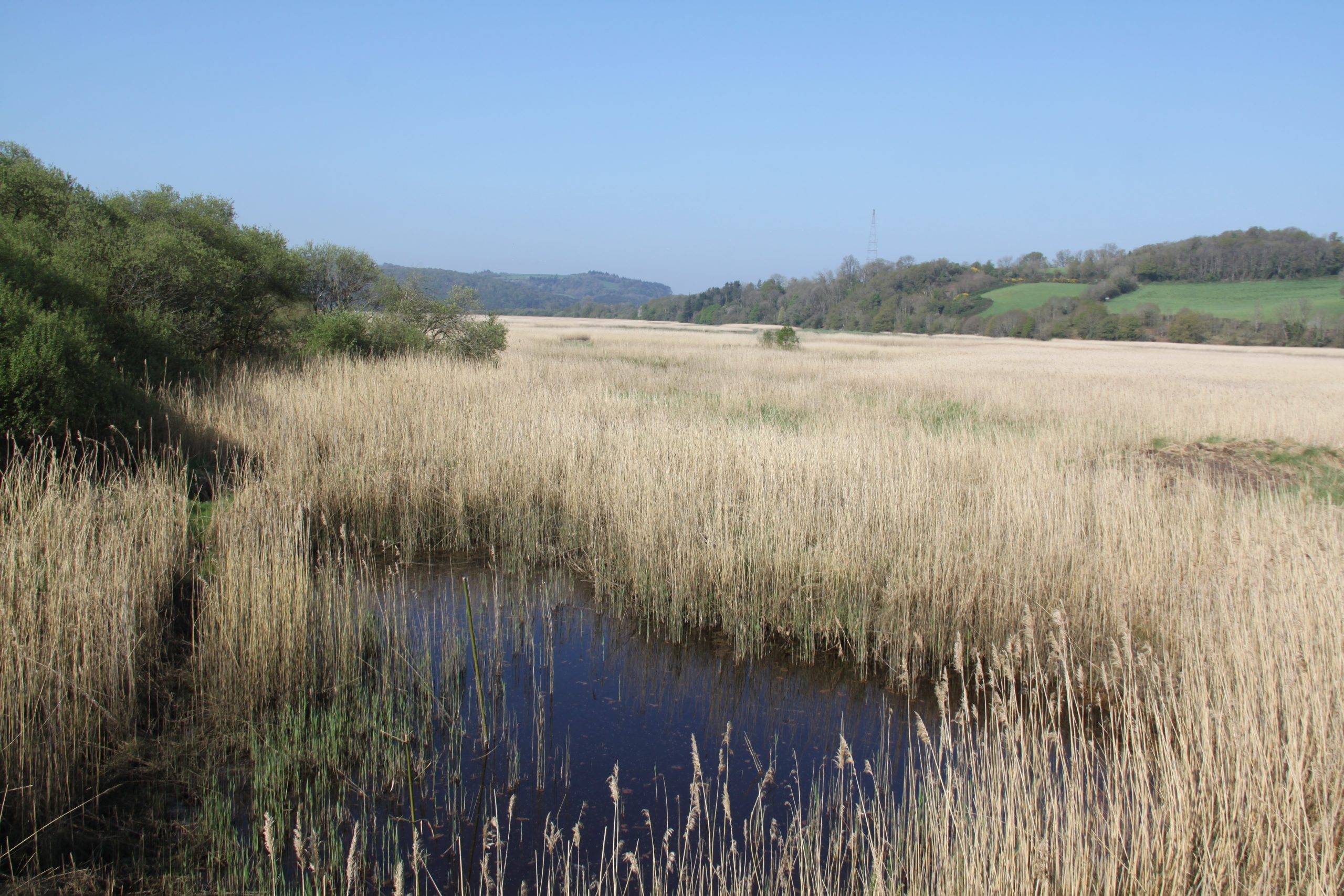 Roselières de Rosconnec