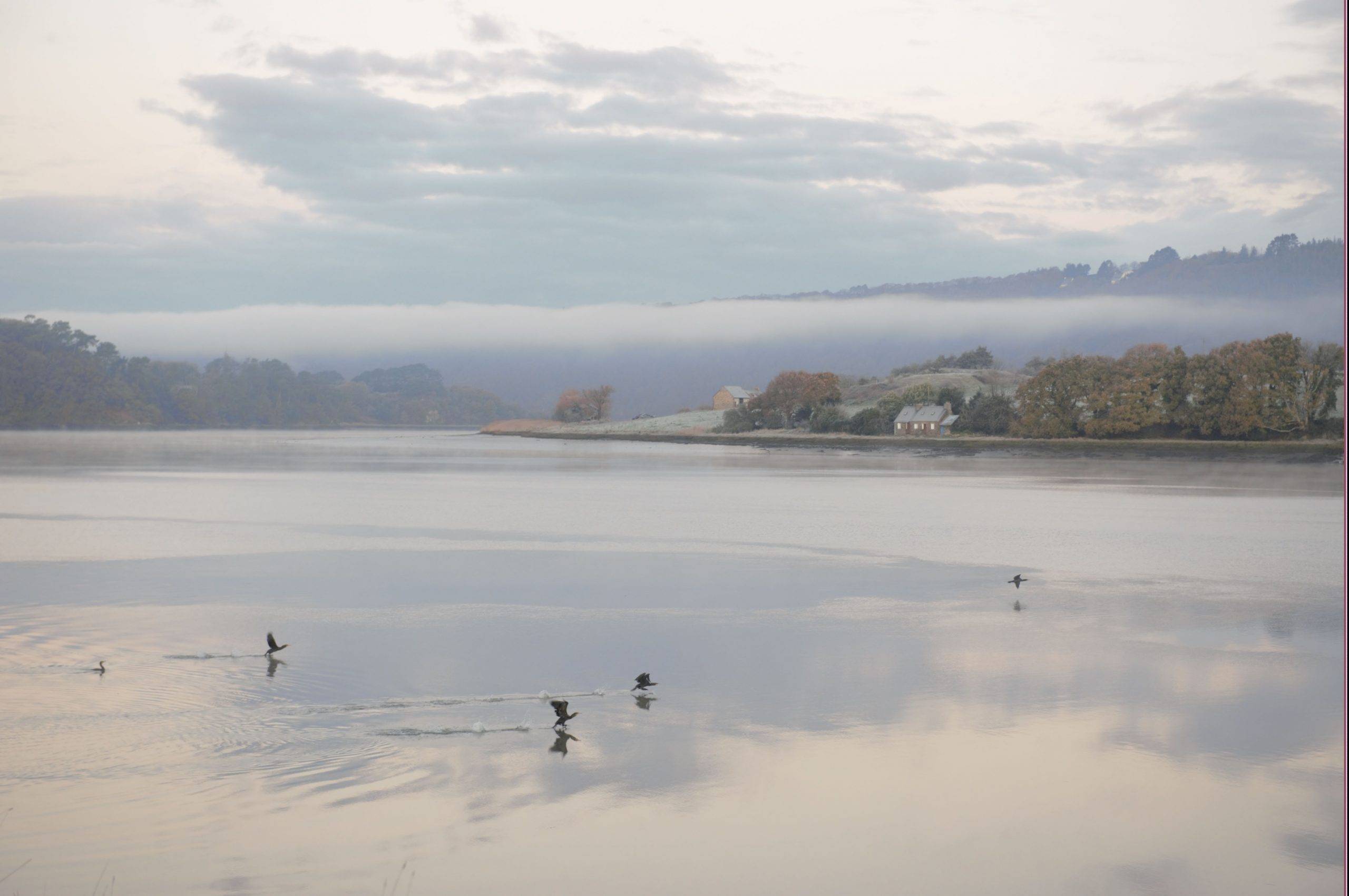 Roselières de Rosconnec
