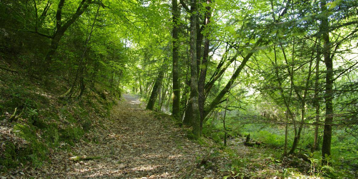 Roselières de Rosconnec